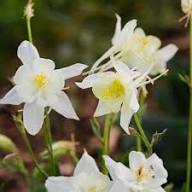 White Double Aquilegia Flower Seeds – Heirloom, Non-GMO, High Germination Organic Garden Seeds for Planting