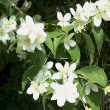 White Philadelphus Coronarius Flower Seeds for Planting – Heirloom Non-GMO Organic Garden Seeds