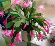 Pink Zygocactus Flower Seeds – Heirloom, Non-GMO, High Germination Organic Garden Seeds for Planting Seeds for Planting