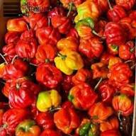 Mixed Pimento Pepper Seeds Heirloom Non-GMO High Germination Organic Garden Seeds for Planting