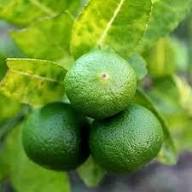 Eureka Lemon Plant Seeds Heirloom Non-GMO High Germination Organic Garden Seeds for Planting