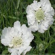 Scabious White Flower Seeds for Planting – Heirloom, Non-GMO, High Germination Organic Garden Seeds