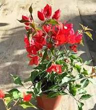 Tradescantia Flower Seeds Red Heirloom Non-GMO High Germination Organic Garden Seeds for Planting