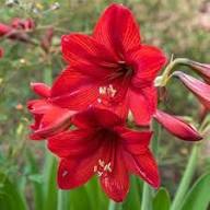 Red Barbados Lily Flower Seeds Heirloom Non-GMO High Germination Organic Garden Seeds for Planting