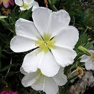 White Oenothera Flower Seeds for Planting – Heirloom, Non-GMO, High Germination
