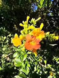 Streptosolen Jamesonii Flower Seeds – Heirloom, Non-GMO, High Germination Organic Garden Seeds