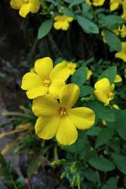 Yellow Cistus Flower Seeds – Heirloom, Non-GMO, High Germination Organic Garden Seeds
