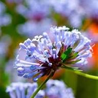 Sweet Woodruff Flower Seeds Purple – Heirloom, Non-GMO, High Germination Organic Garden Seeds for Planting