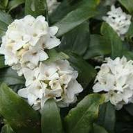 White Daphne Odora Flower Seeds Heirloom Non-GMO High Germination Organic Garden Seeds for Planting
