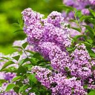 Lilac Flower Seeds Purple Heirloom Non-GMO High Germination Organic Garden Seeds for Planting
