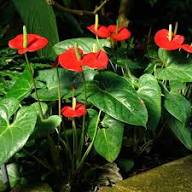 Red Andraeanum Flower Seeds for Planting Heirloom Non-GMO High Germination Organic Garden Seeds