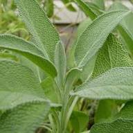 White Sage Plant Seeds Heirloom Non-GMO High Germination Organic Garden Seeds for Planting