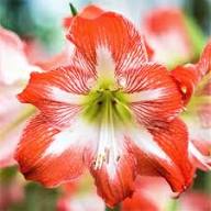 Hippeastrum Flower Seeds – Heirloom, Non-GMO, High Germination Seeds