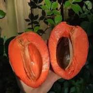 Mamey-Samen Braun Erbstück GVO-frei Hohe Keimrate Bio-Gartensamen zum Pflanzen