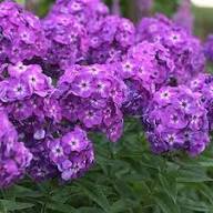 Violet Phlox Flower Seeds for Planting – Heirloom, Non-GMO, High Germination Organic Garden Seeds
