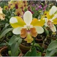 Dendrobium Flower Seeds Yellow White – Heirloom Non-GMO High Germination