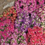 Schizanthus Red Flower Seeds for Planting – Heirloom, Non-GMO, High Germination Organic Garden Seeds