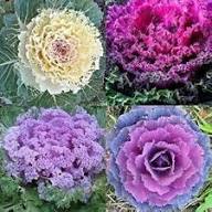 Mixed Ornamental Cabbage Seeds Heirloom Non-GMO High Germination Organic Garden Seeds for Planting