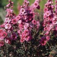 Semillas de flores de Leptospermum rosa – Semillas reliquia, sin OMG, de alta germinación