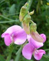 Lathyrus Flower Seeds Purple Heirloom Non-GMO High Germination Organic Garden Seeds for Planting