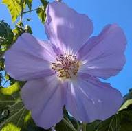 Purple Abutilon Flower Seeds for Planting – Heirloom Non-GMO High Germination Organic Garden Seeds
