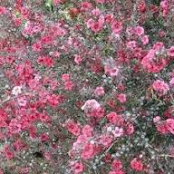 Pink Leptospermum Scoparium Flower Seeds – Seeds for Planting, Heirloom, Non-GMO, High Germination Organic Garden Seeds