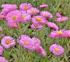 Pink Erigeron Karvinskianus Flower Seeds – Heirloom, Non-GMO, High Germination