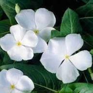 Periwinkle Flower Seeds White Heirloom Non-GMO High Germination Organic Garden Seeds for Planting
