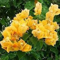 Perennial Bougainvillea Flower Seeds Yellow – Heirloom, Non-GMO, High Germination Organic Garden Seeds for Planting