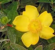 Hypericum Cerastoides Flower Yellow Seeds – Heirloom Non-GMO High Germination Organic Seeds