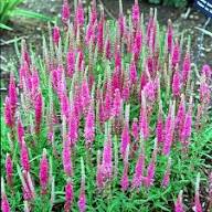 Veronica Flower Seeds Pink – Heirloom Non-GMO High Germination Organic Garden Seeds