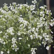 Saponaria Vaccaria Flower Seeds – Heirloom Non-GMO High Germination Organic Garden Seeds