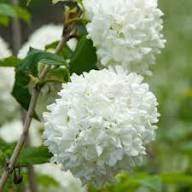 White Viburnum Flower Seeds – Heirloom, Non-GMO, High Germination Organic Seeds