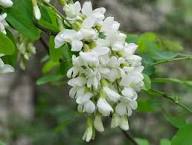 Sophora Flower Seeds for Planting – Heirloom, Non-GMO, High Germination Organic Garden Seeds