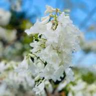 White Jacaranda Flower Seeds Heirloom Non-GMO High Germination Organic Garden Seeds for Planting