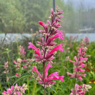 Semillas de flor de Agastache roja - Herencia, no transgénicas, alta germinación, semillas orgánicas para plantar en el jardín