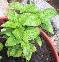 Basil Plant Seeds Organic Heirloom Non-GMO High Germination Organic Garden Seeds for Planting