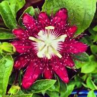 Maroon Passion Seeds Heirloom Non-GMO High Germination Organic Garden Seeds for Planting