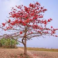 Red Ceiba Flower Seeds – Heirloom, Non-GMO, High Germination Organic Garden Seeds for Planting Seeds for Planting