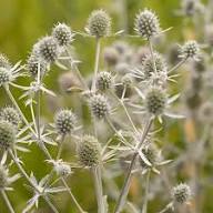 Eryngium Flower Seeds White Heirloom Non-GMO High Germination Seeds for Planting