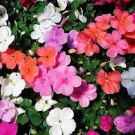 Rosa Weiße Impatiens Psittacina Blumensamen Erbstück GVO-frei Hohe Keimrate Bio-Gartensamen zum Pflanzen