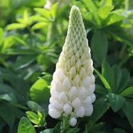 Lupine Flower Seeds White – Heirloom, Non-GMO, High Germination Seeds