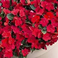 Red Impatiens Walleriana Flower Seeds – Heirloom Non-GMO High Germination Organic Garden Seeds for Planting