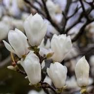 White Magnolia Yulan Flower Seeds – Heirloom Non-GMO Seeds for Planting