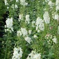 Verbascum Flower Seeds White – Heirloom, Non-GMO, High Germination Organic Seeds
