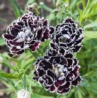 White Black Carnation Flower Seeds – Heirloom, Non-GMO, High Germination Organic Garden Seeds for Planting