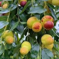 Honey Jar Jujube Fruit Seeds for Planting – Heirloom Non-GMO High Germination Organic Garden Seeds