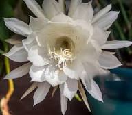 White Peniocereus Flower Seeds – Heirloom Non-GMO High Germination Organic Garden Seeds