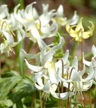 White Erythronium Flower Seeds Heirloom Non-GMO High Germination Organic Garden Seeds for Planting