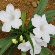 White Ruellia Tuberosa Flower Seeds Heirloom Non-GMO High Germination Organic Garden Seeds for Planting